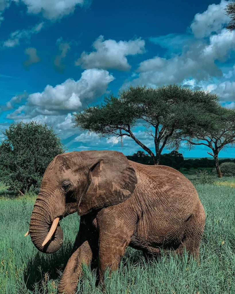 Tarangire_elephant_big_5_tanzania
