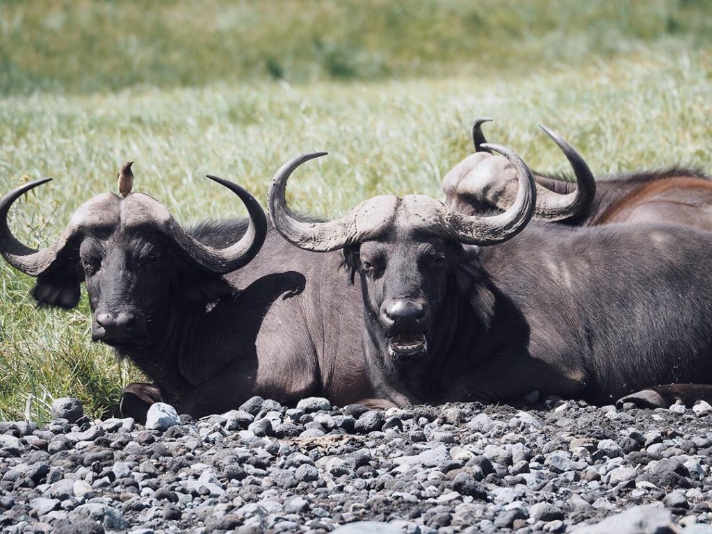 buffalo_safari-tanzania