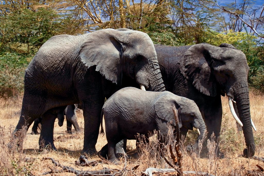 tarangire-national-park