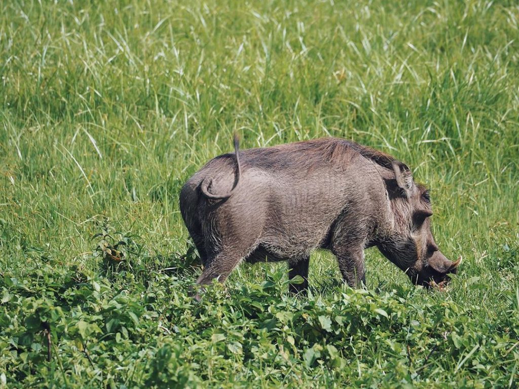 tarangire-national-park-tanzania_warthog